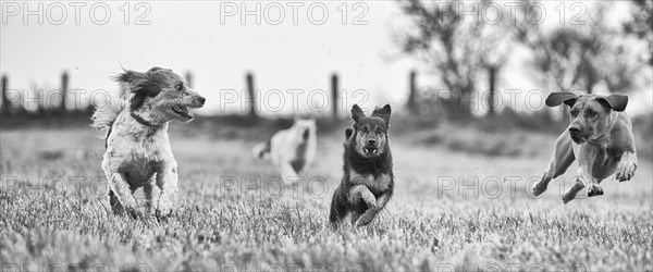Three different sized dogs running across a harvested field