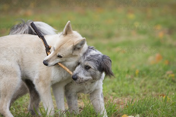 Two dogs playing with a stick