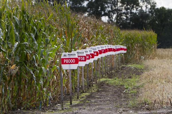 Test field for corn owned by the company duPont