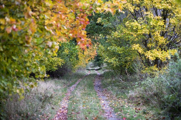 Forest path in autumn