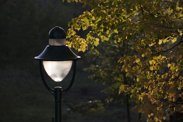 Lamp and yellow autumnal leaves of a lime tree