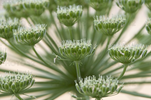 Hogweed (Heracleum sphondylium)