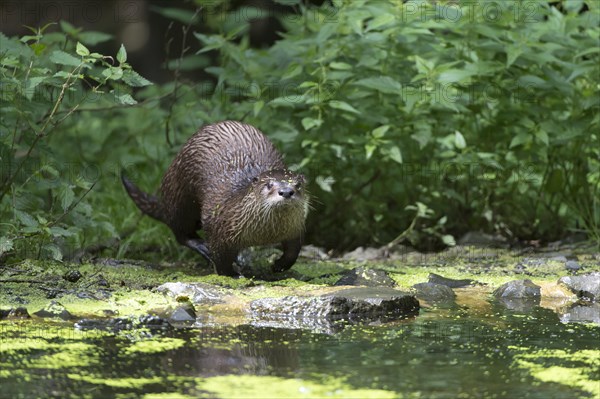 Otter (Lutra lutra)