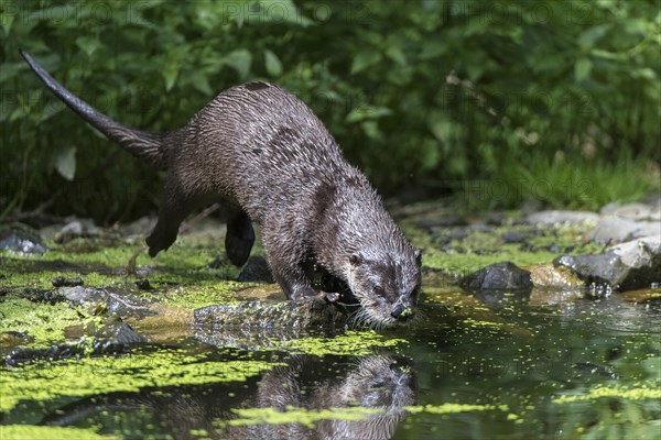 Otter (Lutra lutra)