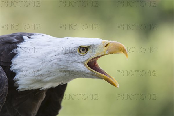 Bald Eagle (Haliaeetus leucocephalus)