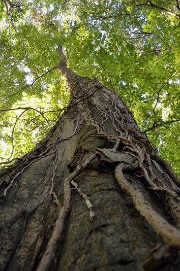 Ivy-covered beech (Fagus) in the jungle of the Nationalpark Hainich