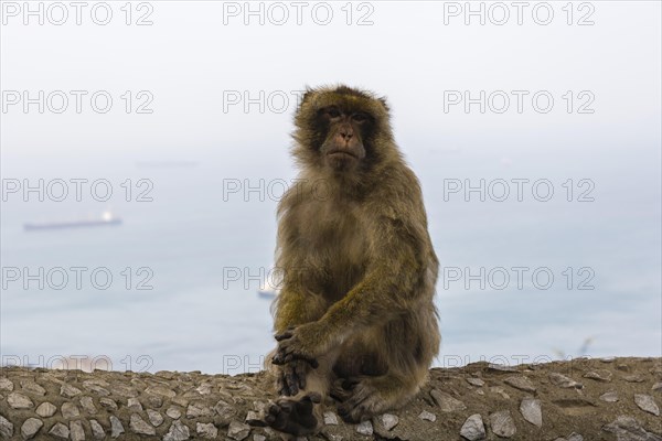 Barbary macaque