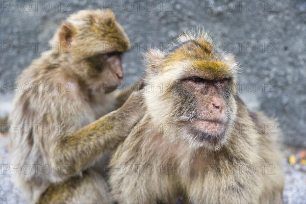 Two Barbary macaques