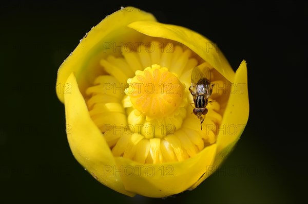 Common Sonnenschwebfliege hoverfly (Helophilus pendulus) on flower of Yellow pond lily (Nuphar lutea)