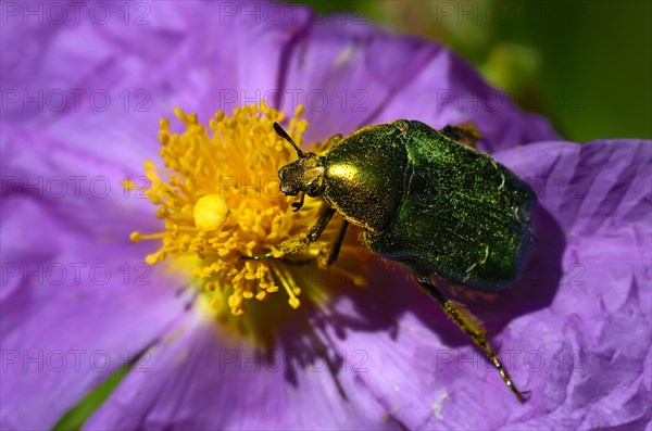 Rose chafer (Cetonia aurata) on rockrose (Cistus albidus)