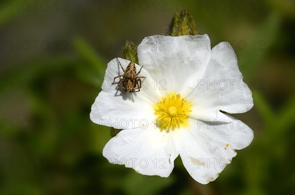 Montpellier Rockrose