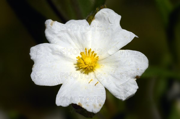 Montpellier Rockrose