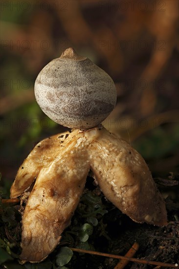 Rayed earthstar or four-footed earthstar (Geastrum quadrifidum)