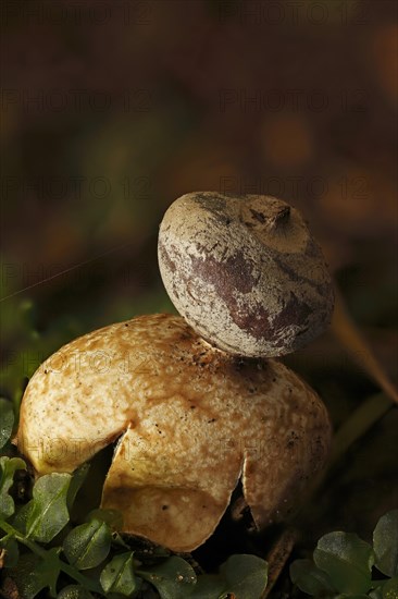 Rayed earthstar or four-footed earthstar (Geastrum quadrifidum)