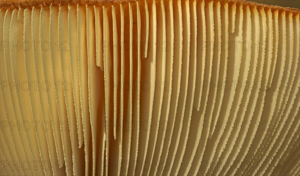 Lamellae or gills of a fly agaric or fly amanita (Amanita muscaria)