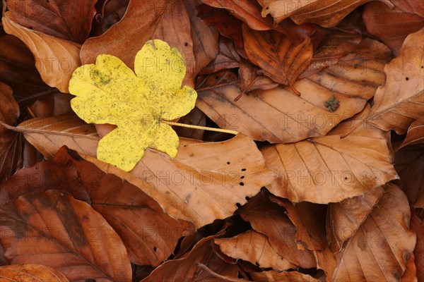 Leaf of a Field Maple (Acer campestre) on Beech (Fagus sylvatica) leaves