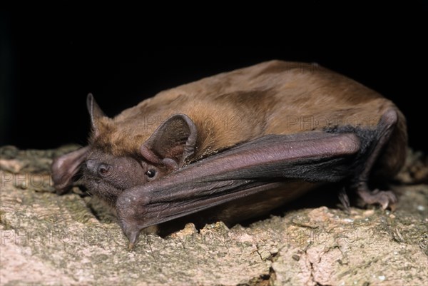 Common Noctule (Nyctalus noctula)