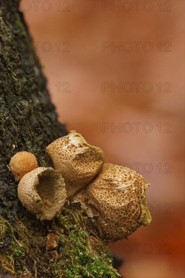 Common Puffball