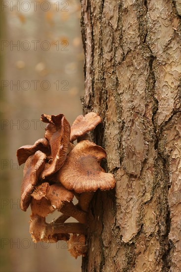 Common Honey Fungus (Armillaria mellea) on a pine tree
