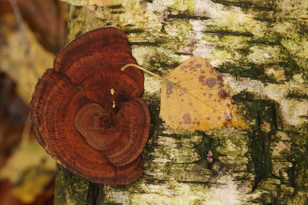 Turkey Tail (Trametes versicolor)