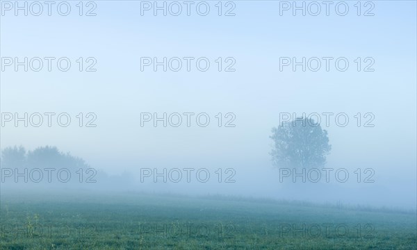 Meadows with morning mist