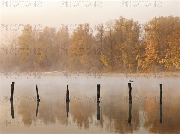 Piles in Kuhsee lake with fog