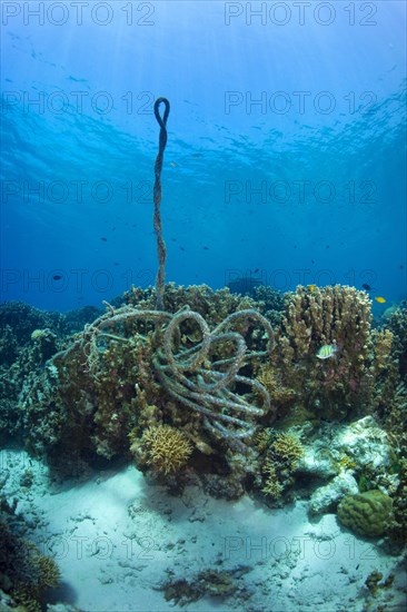 A torn anchor rope at a coral reef