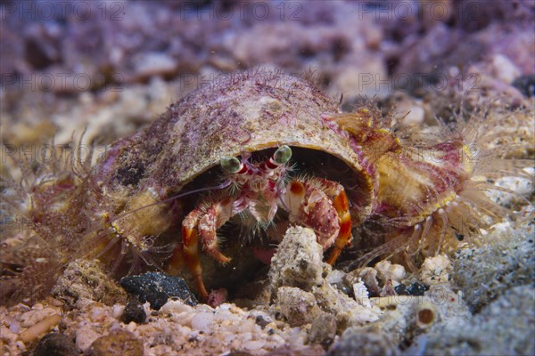 Anemone Hermit Crab (Dardanus pedunculatus)