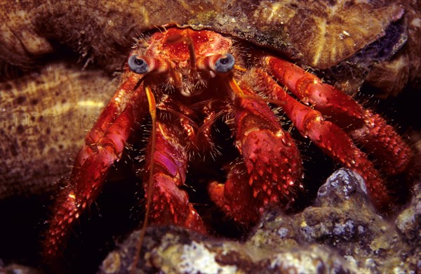 Red Hermit Crab (Dardanus arrosor) with a parasitic anemone