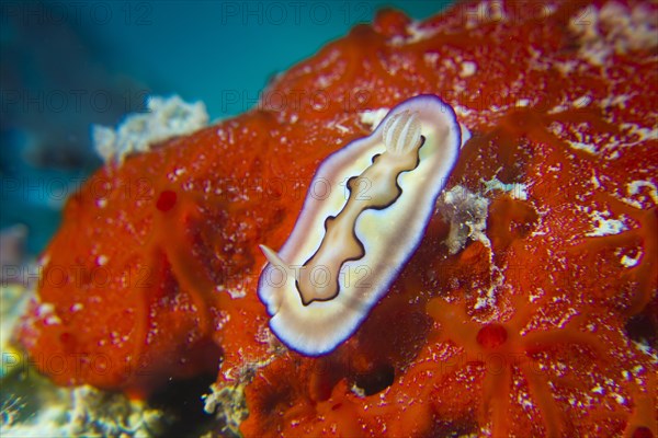 Colourful Sea Slug