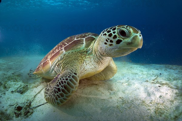 Green Sea Turtle (Chelonia mydas)