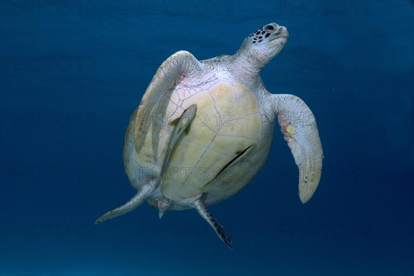 Green Sea Turtle (Chelonia mydas)