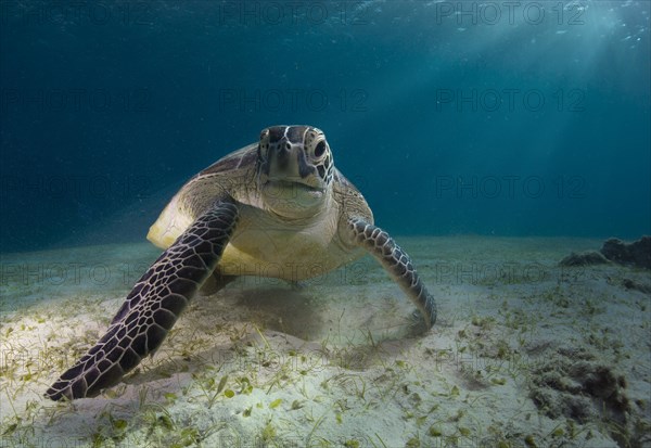 Green Sea Turtle (Chelonia mydas)