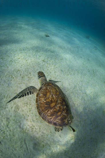 Green Sea Turtle (Chelonia mydas)