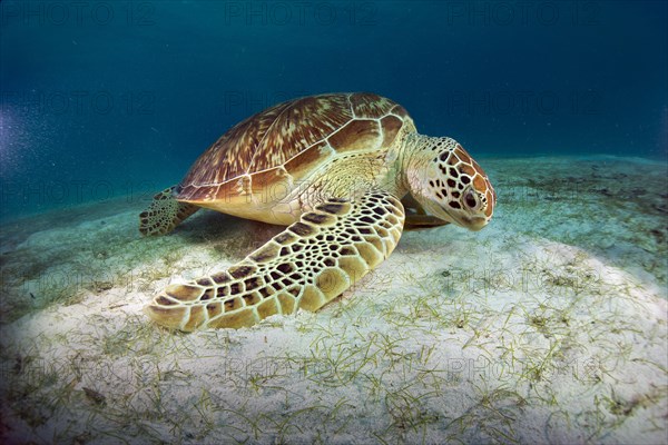 Green Sea Turtle (Chelonia mydas) eating seagrass