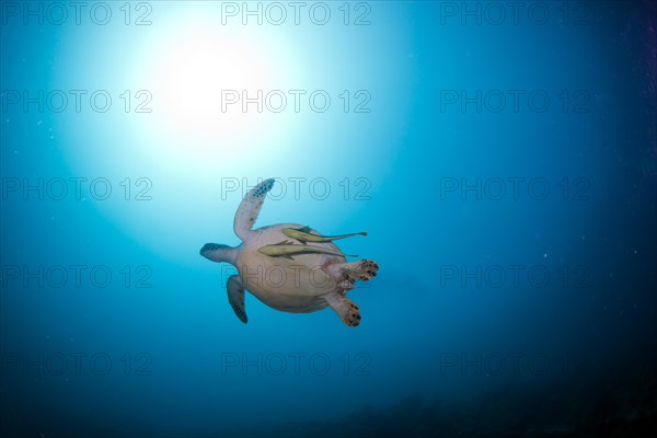 Green Sea Turtle (Chelonia mydas) with remoras or suckerfishes