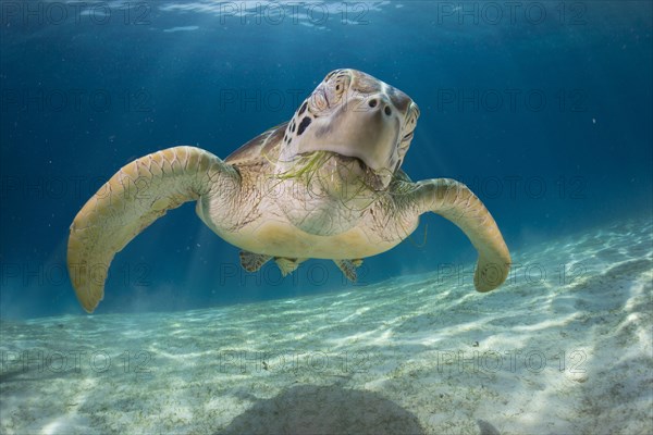 Green Sea Turtle (Chelonia mydas)