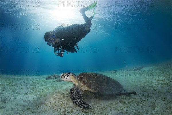 Diver watching a Green Sea Turtle (Chelonia mydas)