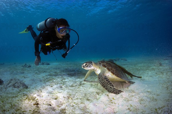 Diver watching a Green Sea Turtle (Chelonia mydas)