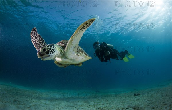 Diver watching a Green Sea Turtle (Chelonia mydas)