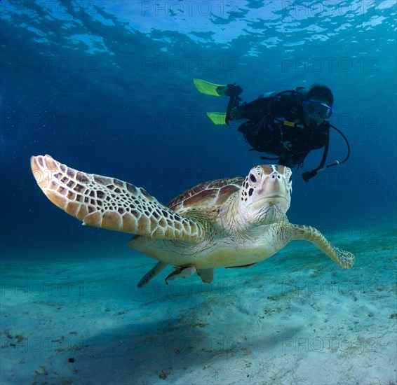 Diver watching a Green Sea Turtle (Chelonia mydas)