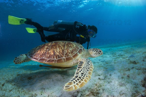 Diver watching a Green Sea Turtle (Chelonia mydas)