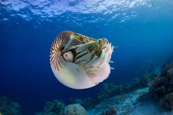 Nautilus (Nautilus belauensis)