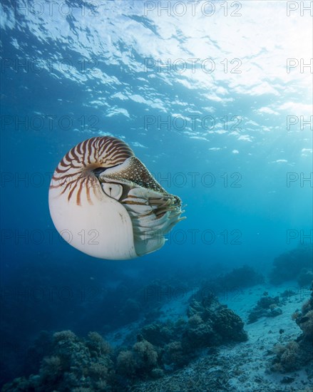 Nautilus (Nautilus belauensis)