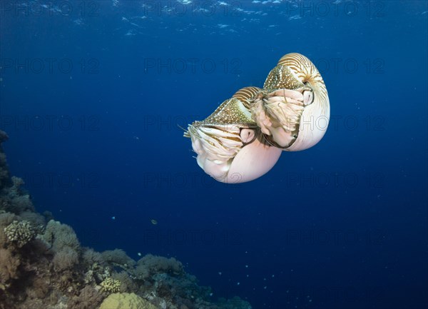 Palau Nautiluses (Nautilus belauensis)