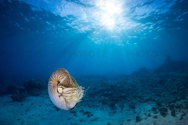 Nautilus (Nautilus belauensis)