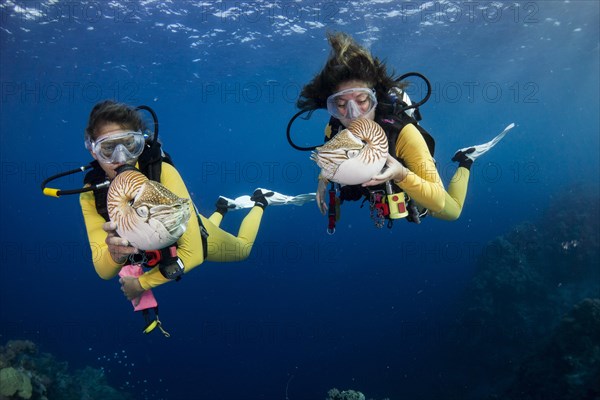 Scuba divers watching Palau Nautiluses (Nautilus belauensis)