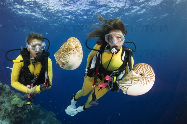 Scuba divers watching Palau Nautiluses (Nautilus belauensis)