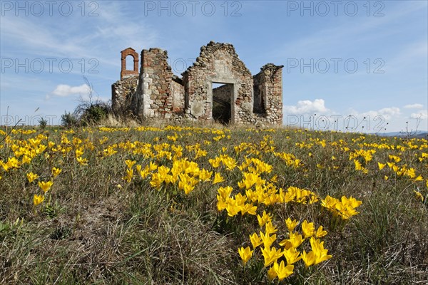 Autumn Daffodil