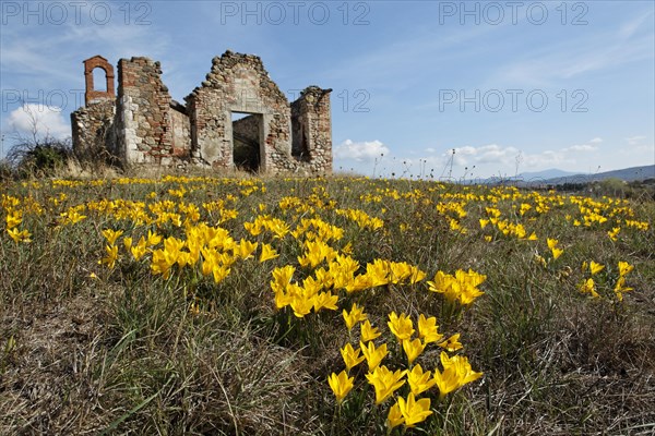 Autumn Daffodil